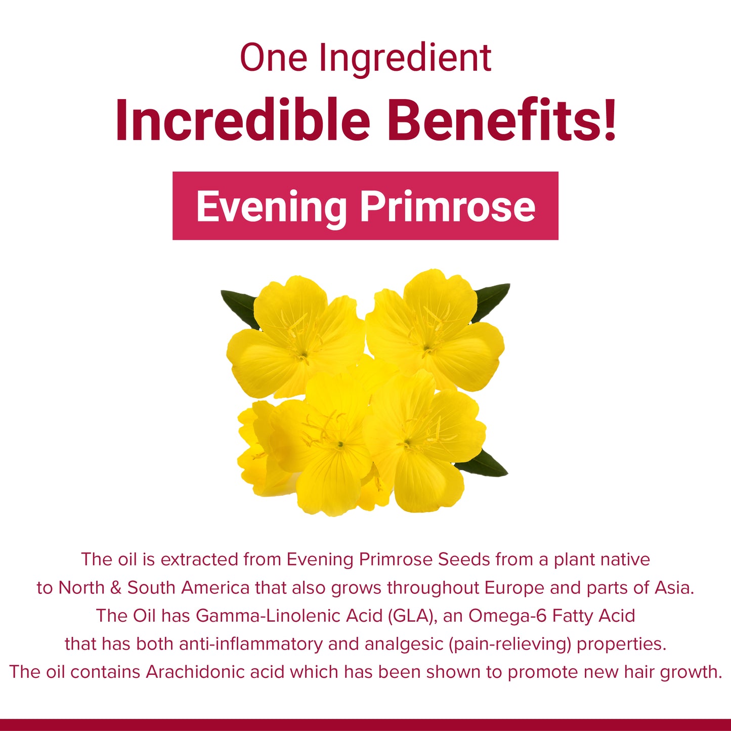 SupaSupp Evening Primrose Oil - Women's Health | Plant Source Of Gamma-Linolenic Acid | Health Supplement | 60 Veg Cap, 500 mg