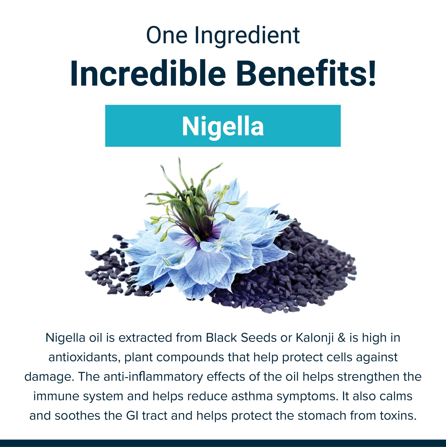 black seed plant benefits SupaSupp Nigella Oil Immuno Protector