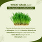 Wheat Grass Juice - Daily Fitness Essential | High In Nutrients & Antioxidants, Daily Detox, Overall Fitness | 1 L